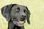 Weimaraner-Mix Portrait