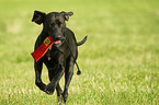 spielender Weimaraner-Mix