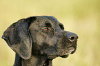 Weimaraner-Mix Portrait