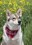 Husky-Mix Portrait