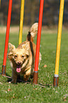 Mischling beim Agility