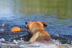 spielender Boxer-Schferhund-Mix