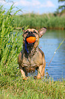 spielender Boxer-Schferhund-Mix