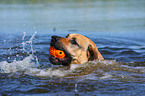 spielender Boxer-Schferhund-Mix