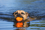 spielender Boxer-Schferhund-Mix