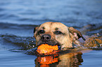 spielender Boxer-Schferhund-Mix