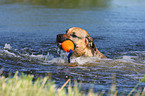 spielender Boxer-Schferhund-Mix