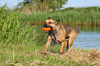 spielender Boxer-Schferhund-Mix