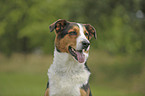 Appenzeller-Sennenhund-Mischling