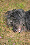 Briard-Border-Mischling