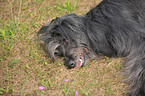 Briard-Border-Mischling