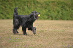 Briard-Border-Mischling