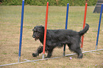 Briard-Border-Mischling