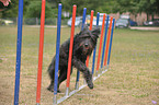 Briard-Border-Mischling