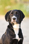 Labrador-Mix Portrait