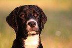 Labrador-Mix Portrait