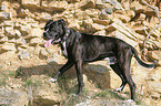 Cane-Corso-Mischling