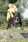 springender Cane-Corso-Mischling