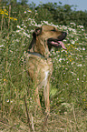 Doggen-Schferhund-Mix