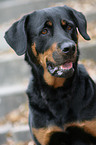 Rottweiler-Mix Portrait