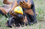 spielender Rottweiler-Mix