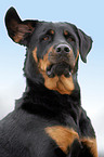 Rottweiler-Mix Portrait