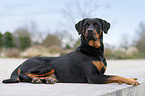 Rottweiler-Mix