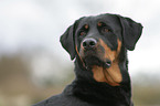 Rottweiler-Mix Portrait