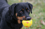 Rottweiler-Mix Portrait