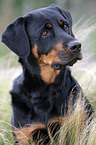 Rottweiler-Mix Portrait