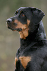 Rottweiler-Mix Portrait