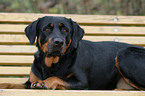 Rottweiler-Mix