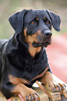 Rottweiler-Mix