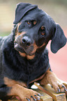 Rottweiler-Mix