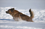 Mischling im Schnee