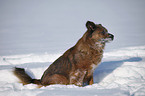 Mischling im Schnee