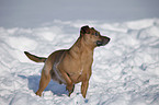 Mischling im Schnee