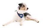 liegender Dackel-Parson-Russell-Terrier-Mix