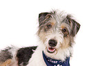 Dackel-Parson-Russell-Terrier-Mix Portrait