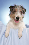 liegender Dackel-Parson-Russell-Terrier-Mix