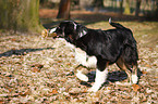 Border-Collie-Australian-Shepherd-Mischling