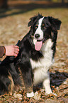 Border-Collie-Australian-Shepherd-Mischling