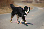 Border-Collie-Australian-Shepherd-Mischling