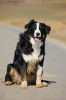 Border-Collie-Australian-Shepherd-Mischling