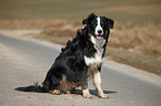 Border-Collie-Australian-Shepherd-Mischling