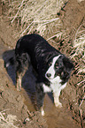 Border-Collie-Australian-Shepherd-Mischling