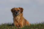 Pekinese-Mix