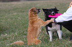 Pekinese-Mix und Border Collie