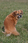 Pekinese-Mix