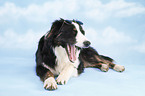 Border-Collie-Australian-Shepherd-Mischling